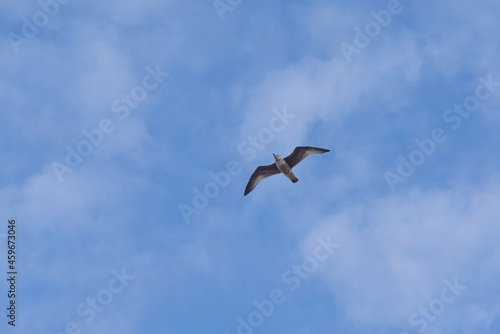 Majestic seabird flying with full length wings open with beautiful beautiful blue sky with some white cloud in the background