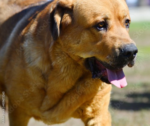 Dog breed Spanish Mastiff on a walk on a summer day 