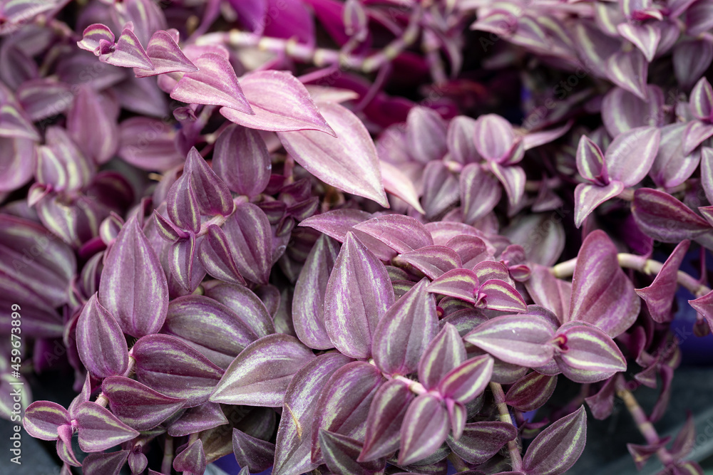 Tradescantia “Purple Passion”. This plant is native to America but it has become a popular houseplant worldwide. This species produce purple leaves with lighter stripes.