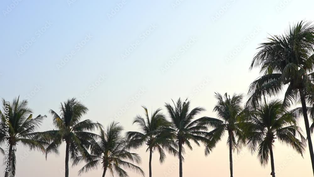 Tropical Palm Trees Silhouette Scenic View at Sunset Sky, static template copy space Tropical Palm Trees Silhouette Scenic View at Sunset Sky, static template copy space