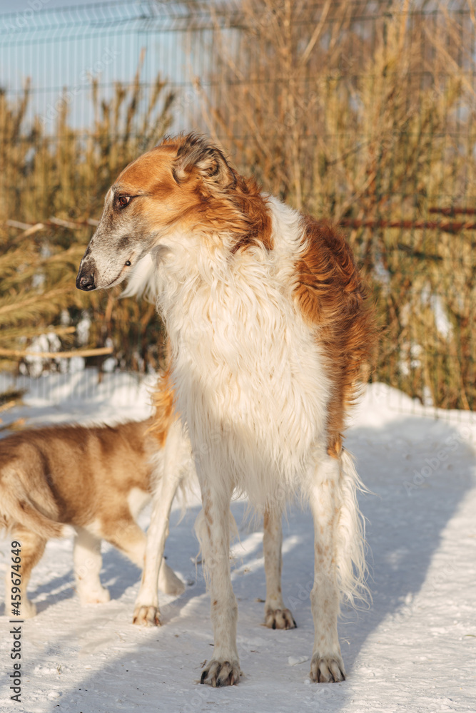 Portrait of white and brown canine borzoy in winter sunny Portrait of white and brown canine borzoy in winter sunny