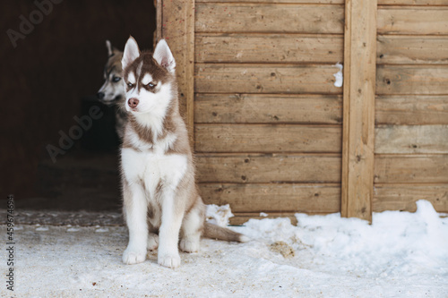 Cute two husky puppies sit near the wall and watch everyone