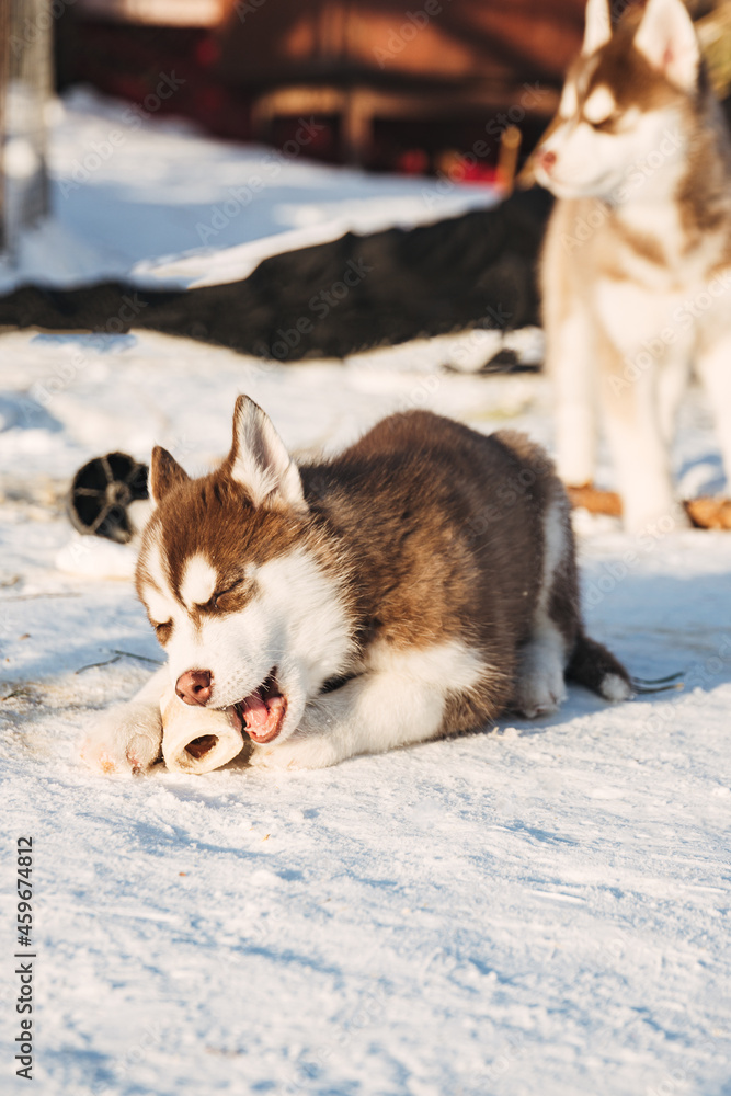Naklejka premium Cute husky puppy eating bone in winter snowy weather.
