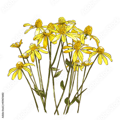 yellow false sunflower bush on white background, garden botanical vector illustration, tiny flowers scattered