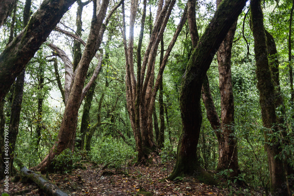 Mighty big trunks of old trees. Trek to Machapuchare, Nepal Mighty big trunks of old trees. Trek to Machapuchare, Nepal