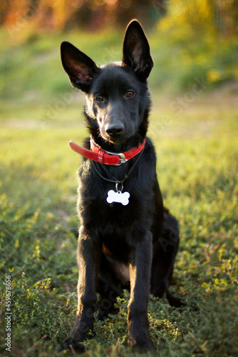 Black dog shepherd © Анна Корнева