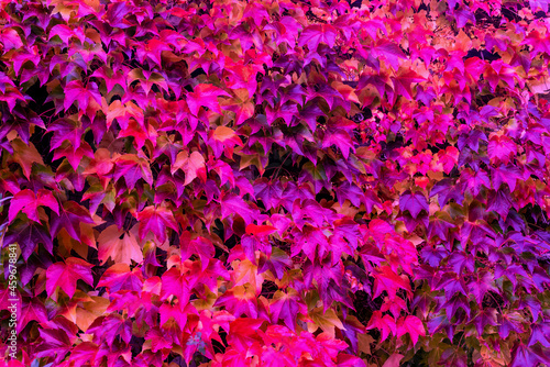 Texture of bright purple autumn leaves.