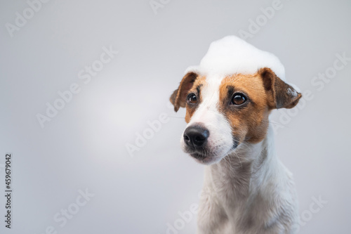 Funny dog jack russell terrier with foam on his head on a white background. Copy space. © Михаил Решетников