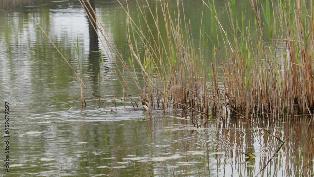 A male Great Crested Grebe brings nesting material to his partner before mating on their nest at the edge of a reedbed in a small pond in the Lake Kerkini wetland in Northern Greece. Part of sequence. A male Great Crested Grebe brings nesting material to his partner before mating on their nest at the edge of a reedbed in a small pond in the Lake Kerkini wetland in Northern Greece. Part of sequence.