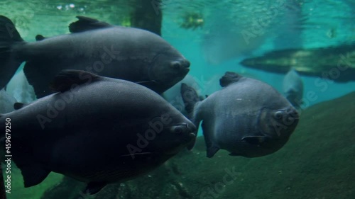 Myleus Pacu Big fish from the amazon swimming around a flooded forest photo