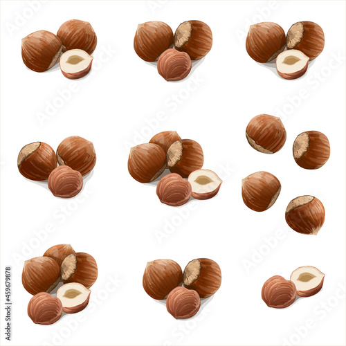 Big set of Hazelnuts on white background. Vector Illustration.