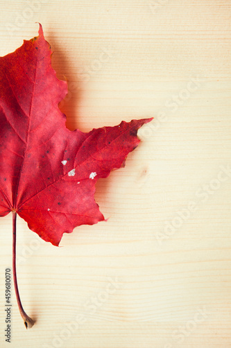 Half red maple leaf on wooden bakground. Autumn leaf with with copy space