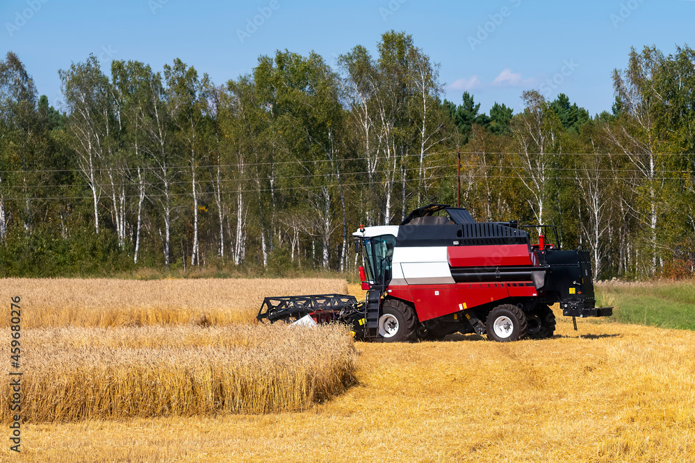 Fototapeta premium The harvester turns around when harvesting rye.
