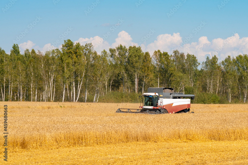 Fototapeta premium The red and white harvester is harvesting yellow wheat.