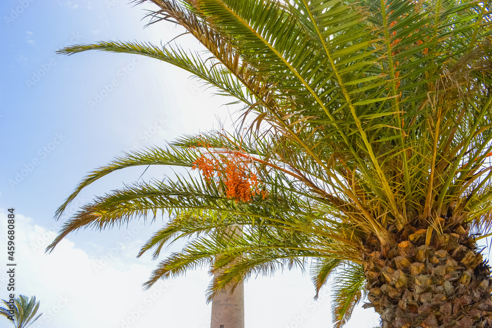 Canary palm, green-crowned top, lighthouse in the background Canary palm, green-crowned top, lighthouse in the background
