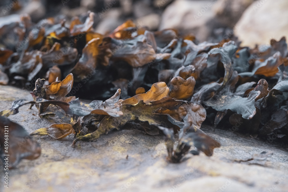 algae, seaweed on rocks