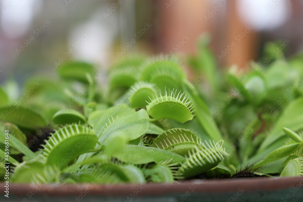 Venus flytrap, dionaea muscipula with open traps. Venus flytrap, dionaea muscipula with open traps.