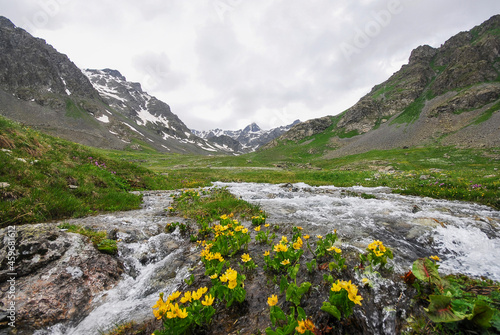 flowery mountain landscape.  Kackar Mountains national park  Olgunlar  Artvin Turkey. 