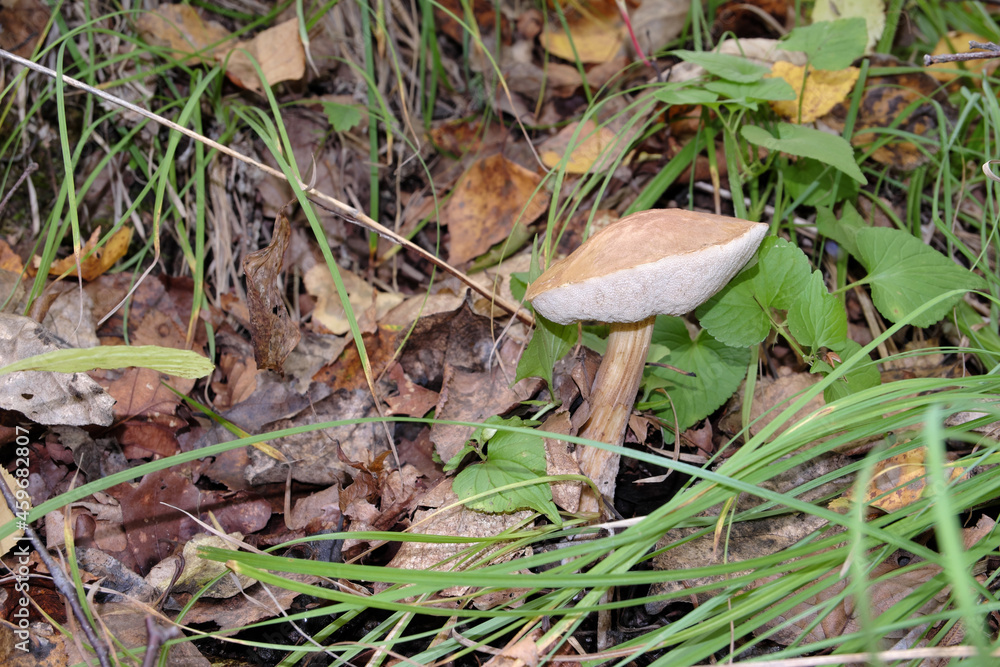 Leccinum. Collecting birch bushes in the forest area hidden among the fallen autumn leaves. Leccinum. Collecting birch bushes in the forest area hidden among the fallen autumn leaves.