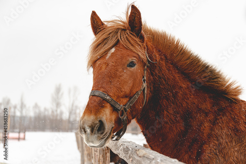 Fototapeta Naklejka Na Ścianę i Meble -  Portrait of a beautiful brown horse in winter. Snowy