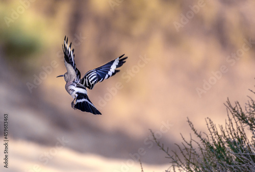 Bird in Flight -  Eurasian Hoopoe © Sadath