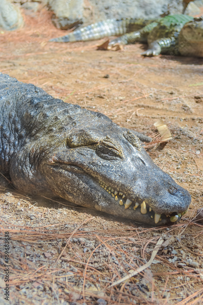 Obraz premium Large green crocodile near the pond. Photo taken at the zoo