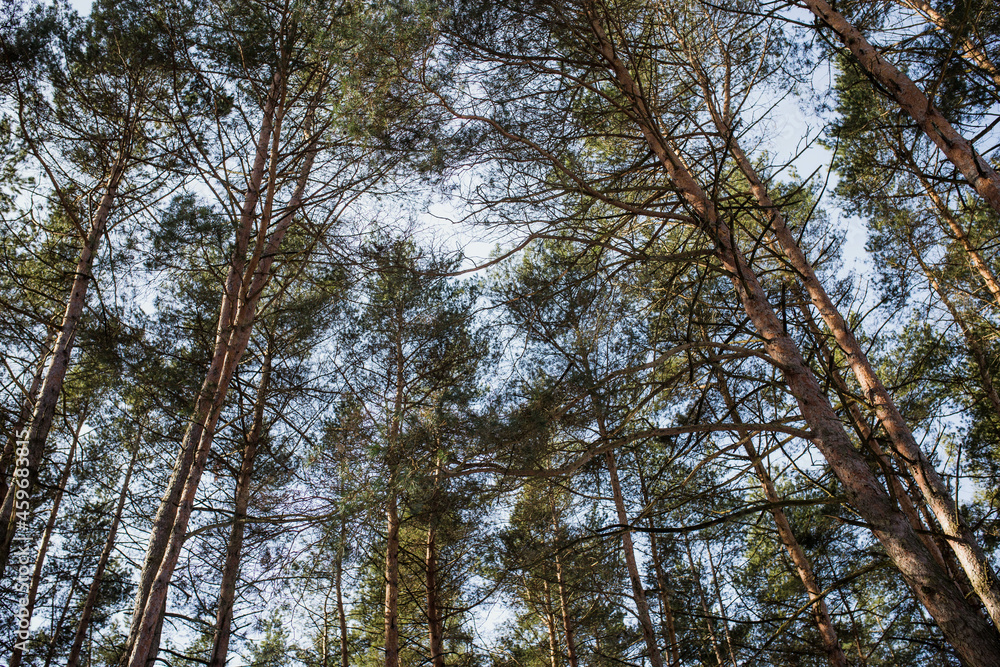 Tops of mighty pines against a blue sky with clouds. Pine forest on a sunny day Tops of mighty pines against a blue sky with clouds. Pine forest on a sunny day