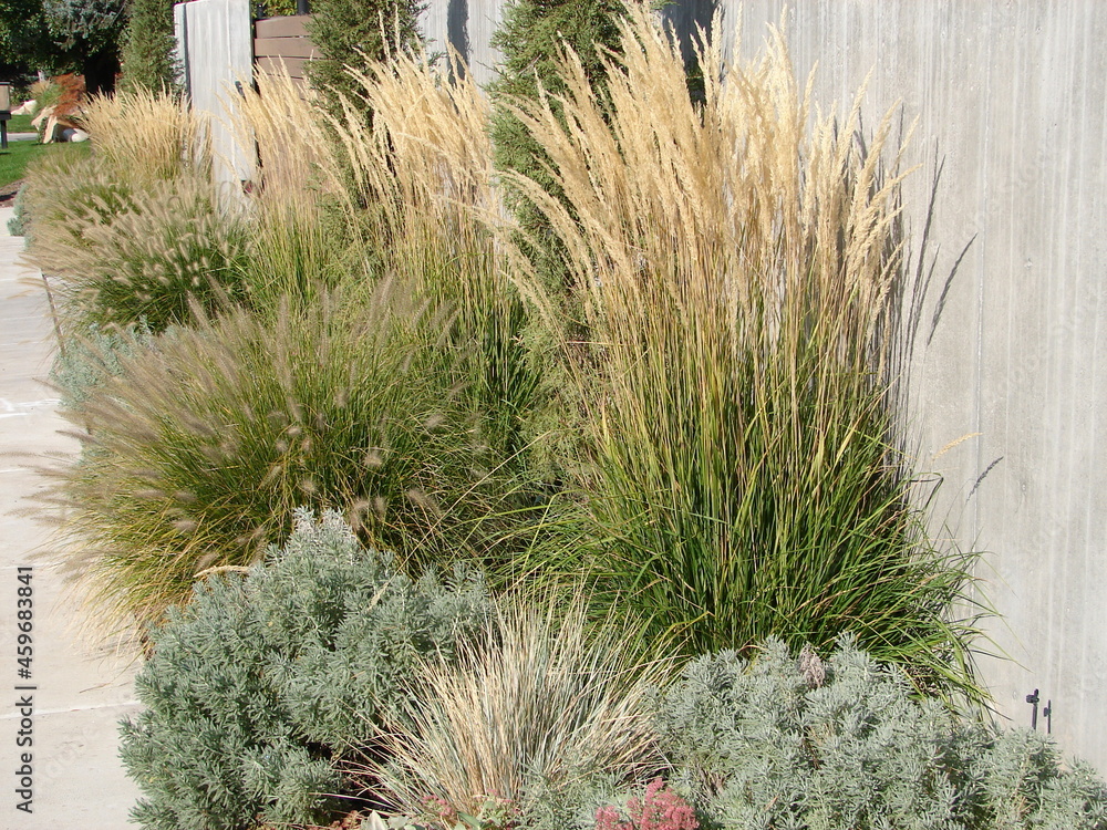 Karl Foerster grass and Pennisetum, ornamental grasses in a xeriscape garden Karl Foerster grass and Pennisetum, ornamental grasses in a xeriscape garden