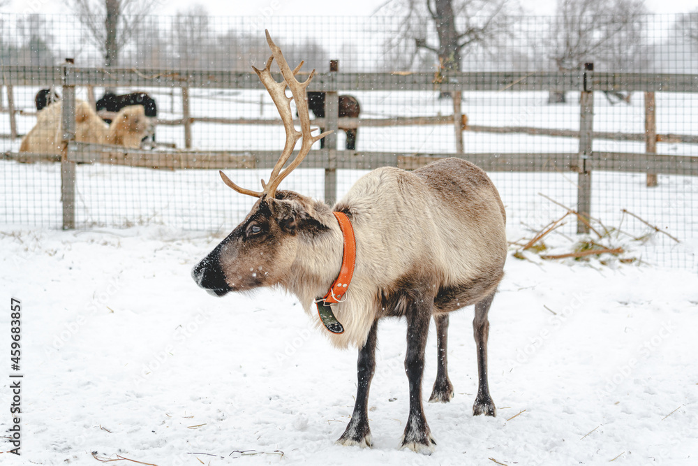 Portrait of a reindeer in winter in snowy weather Portrait of a reindeer in winter in snowy weather
