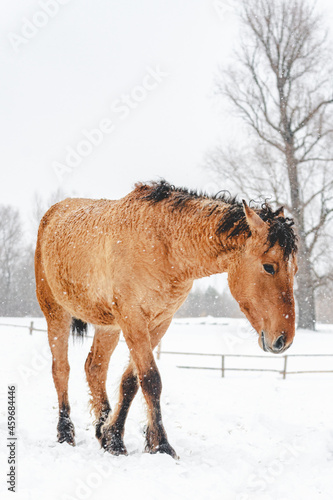 Portrait of a beautiful curly brown horse in winter. Snowy
