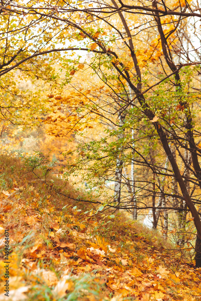 Fototapeta premium autumn forest view