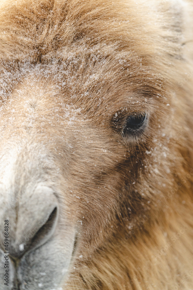 Beautiful portrait of a northern camel in winter in snowy Beautiful portrait of a northern camel in winter in snowy