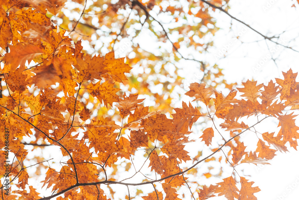 autumn season maple tree branches with yellow leaves autumn season maple tree branches with yellow leaves