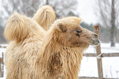 Beautiful portrait of a northern camel in winter in snowy photo