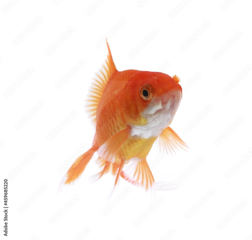 Fototapeta premium Beautiful golden Goldfish fish pet