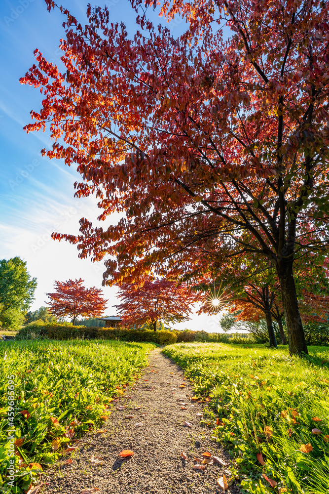 Naklejka premium Autumn park on a sunny day