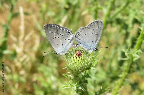 Polyommatus butterflies mating on thistle plant in the field, closeup