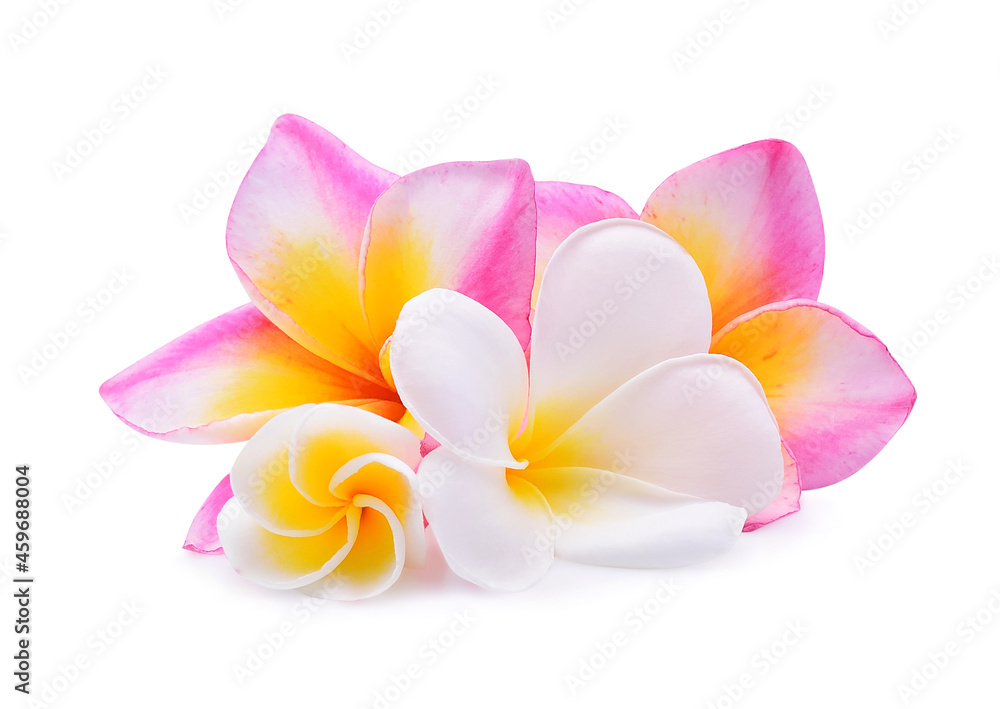 frangipani flower isolated on white background frangipani flower isolated on white background