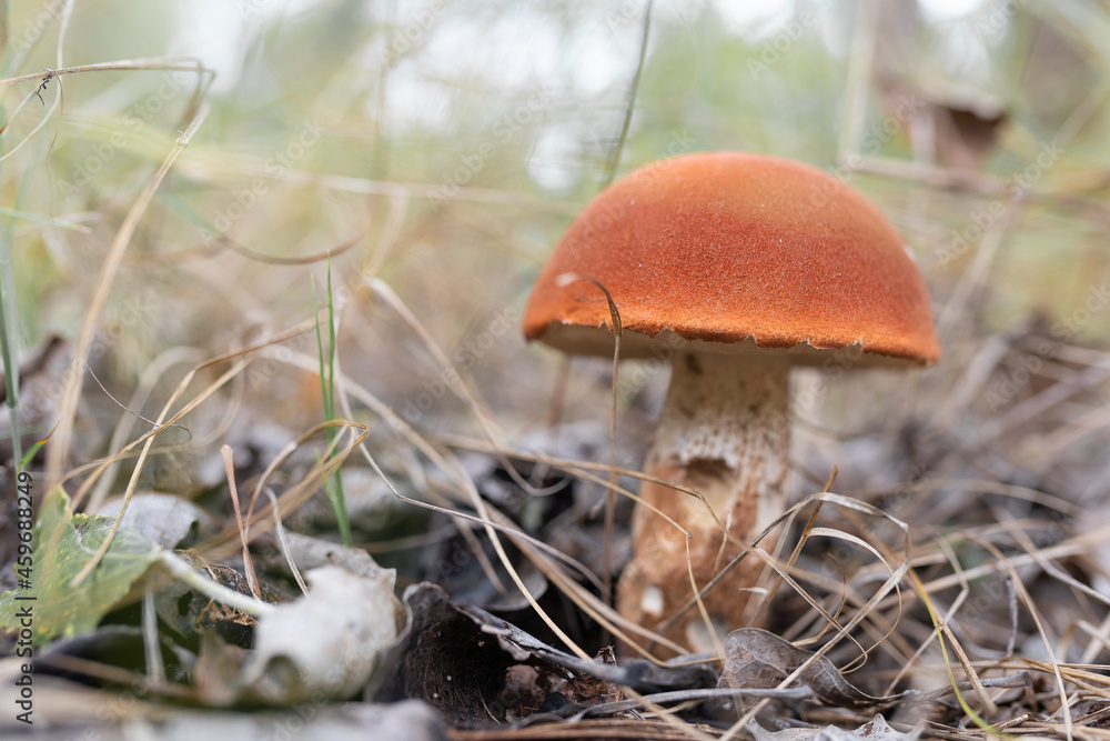 Boletus mushroom with red cap i Boletus mushroom with red cap i
