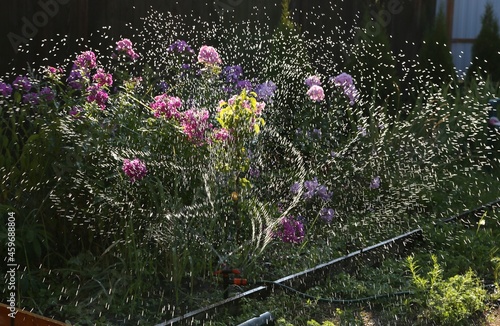 flowers in the garden