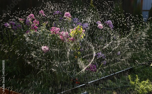 watering flowers in drought with water by spraying