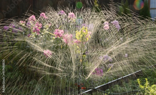 flowers in the grass