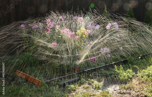 watering the flowers