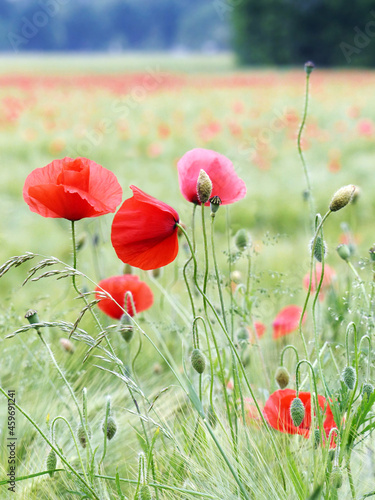 Poppy flowers on a wheat-field