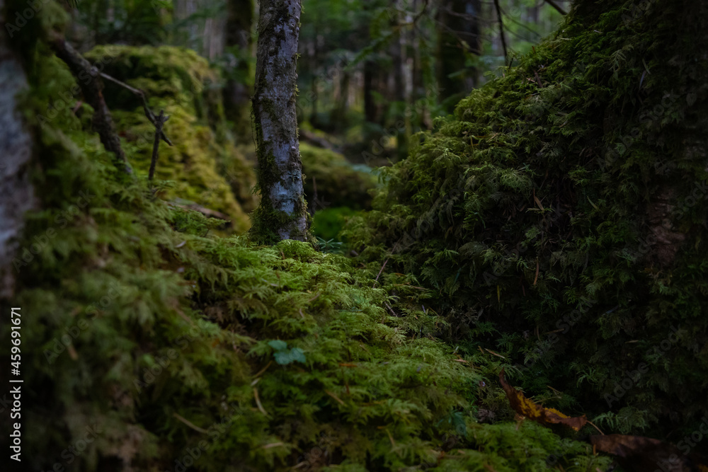 Fototapeta premium 南八ヶ岳の苔むした樹林