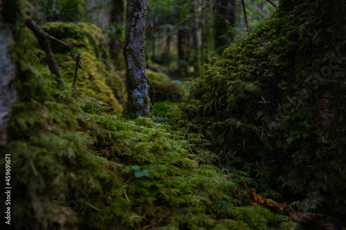 南八ヶ岳の苔むした樹林 © Hachimitsu