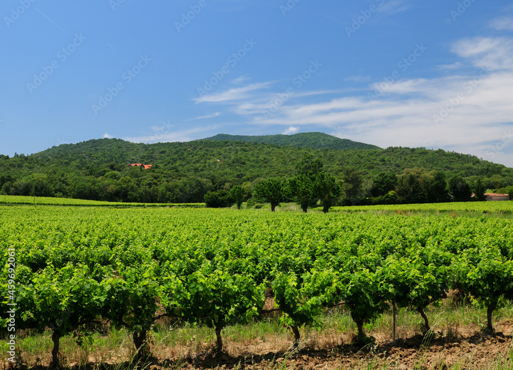 Green Grapevine Field Near Vidauban In Provence France On A Beautiful Summer Day With A Few Clouds In The Blue Sky