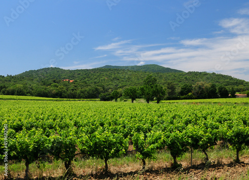 Green Grapevine Field Near Vidauban In Provence France On A Beautiful Summer Day With A Few Clouds In The Blue Sky