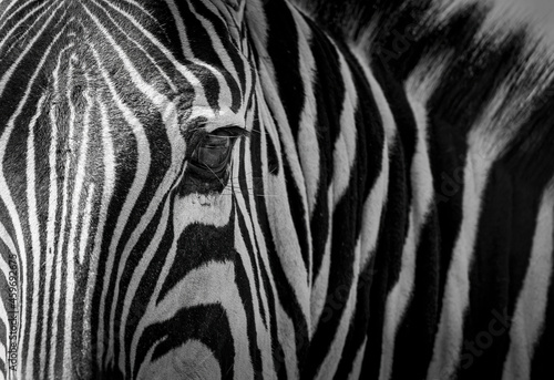 Zebra in Africa 