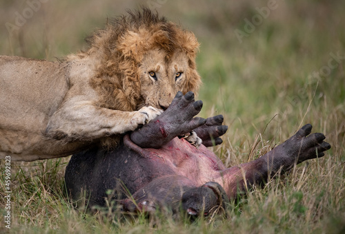 Photo A lion eating a hippo